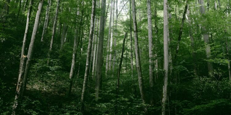 A century of reforestation helped keep eastern U.S. cool, study finds