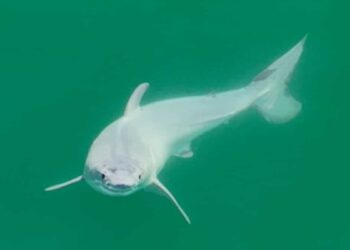 A first photo of a newborn white shark?