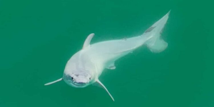 A first photo of a newborn white shark?