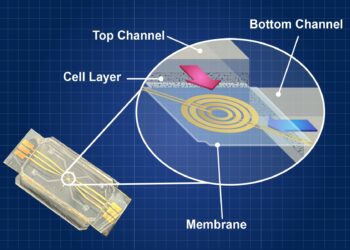 A microfluidic marvel shaping the future of cardiovascular research