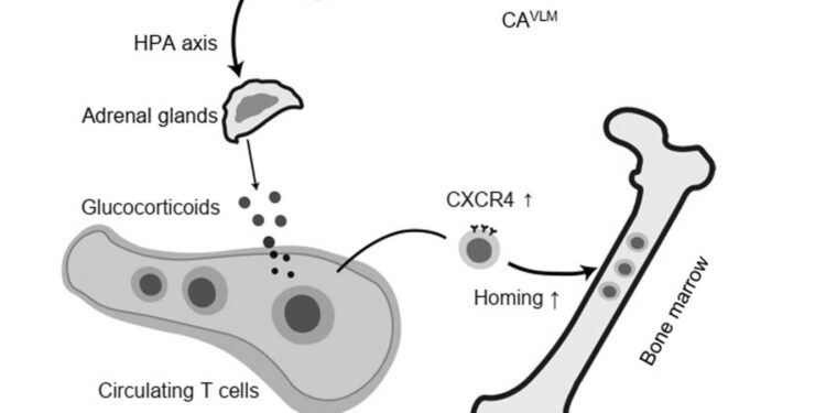 A neuronal mechanism that could be at the origin of immune regulation mediated by fasting