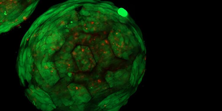 A new approach to producing artificial cartilage using 3D printing