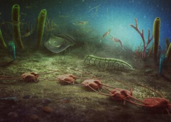 A new fossil site of global importance discovered in the south of France