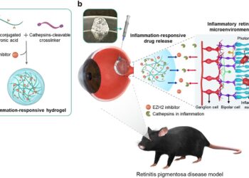 A new treatment developed to significantly slow the progression of retinal diseases responsible for blindness