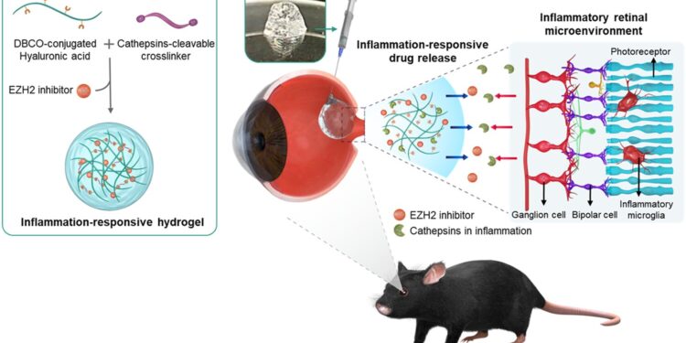 A new treatment developed to significantly slow the progression of retinal diseases responsible for blindness
