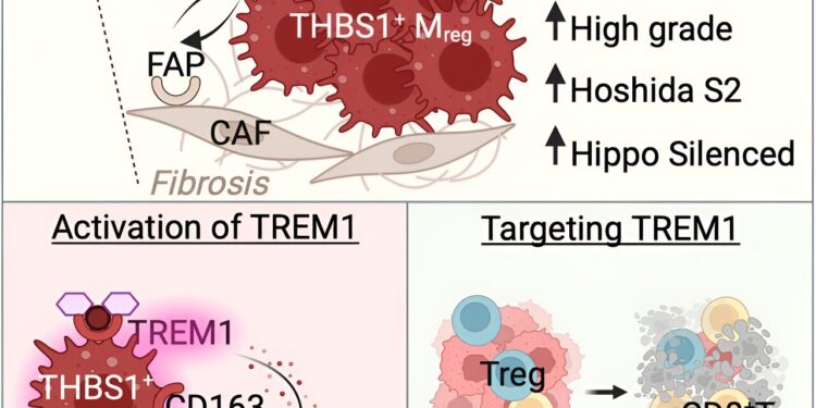 A promising avenue for more effective immunotherapies