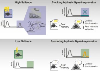 A protective mechanism discovered in the formation of fear memories could be the starting point for new therapies