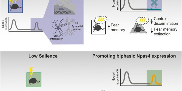 A protective mechanism discovered in the formation of fear memories could be the starting point for new therapies