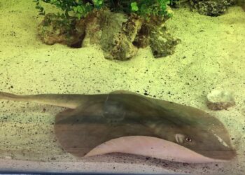 A stingray pregnant with a…shark?