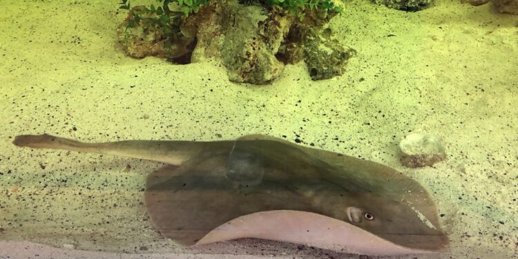 A stingray pregnant with a…shark?