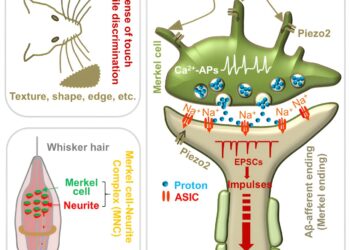 ASICs are the receptor for a proton synaptic messenger between Merkel cells and an afferent nerve
