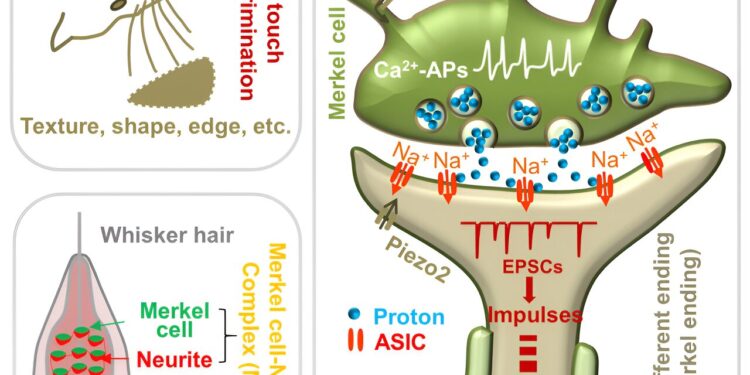 ASICs are the receptor for a proton synaptic messenger between Merkel cells and an afferent nerve