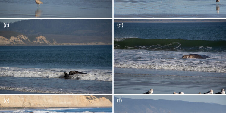 Act of altruism observed in a male elephant seal