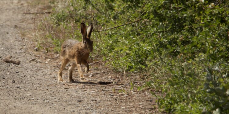 Agriculture transforms entire ecosystems