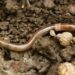 Alien invasion: non-native earthworms threaten ecosystems