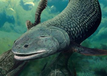 An ancient Australian air-breathing fish, dating back to 380 million years ago.
