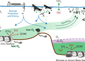 Anoxic marine basins are among the best candidates for deep-sea carbon sequestration, scientists say