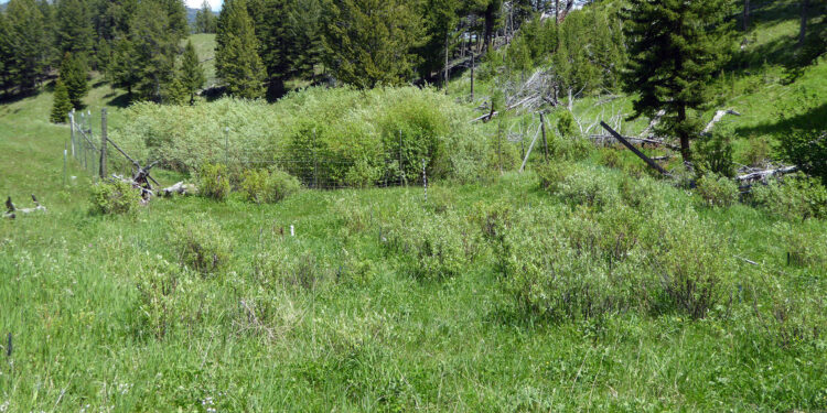 Apex predators not a silver bullet for restoring ecosystems, 20-year study finds