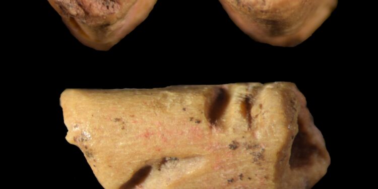 Archaeologists discover oldest known pearl in the Americas