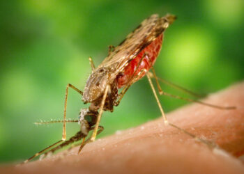 Australian scientists demystify the role of ‘junk cells’ in the fight against malaria