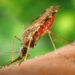 Australian scientists demystify the role of ‘junk cells’ in the fight against malaria