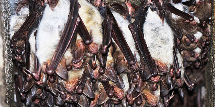 Bat ‘discotheques’ could be key to solving the next pandemic