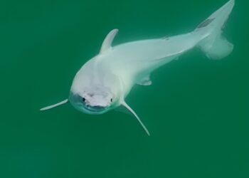 Best of the past week: Newborn great white shark, Avocado the robot, diets that can impair the immune system