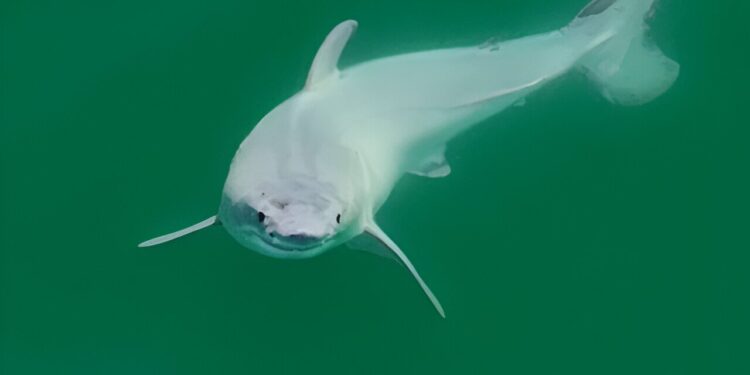 Best of the past week: Newborn great white shark, Avocado the robot, diets that can impair the immune system