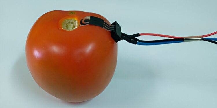 Biodegradable sensor monitors pesticide levels through direct contact with the surface of fruits and vegetables