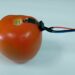 Biodegradable sensor monitors pesticide levels through direct contact with the surface of fruits and vegetables