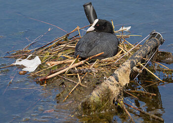 Birds have been adapting to human activity for millennia, study finds