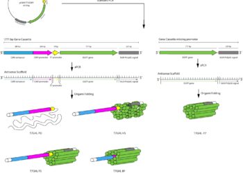 Building a DNA nanoparticle that is both a carrier and a drug