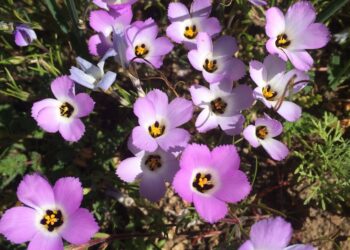 Car fumes and weeds are a double whammy for fire-loving native plants