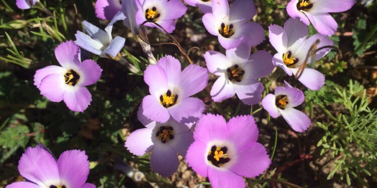 Car fumes and weeds are a double whammy for fire-loving native plants