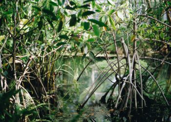 Carbon emissions from the destruction of mangrove forests are expected to increase by 50,000% by the end of the century