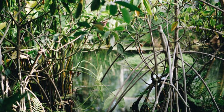 Carbon emissions from the destruction of mangrove forests are expected to increase by 50,000% by the end of the century