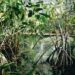 Carbon emissions from the destruction of mangrove forests are expected to increase by 50,000% by the end of the century