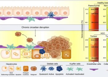 Chronic jet lag leads to human liver cancer in a mouse model