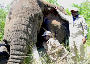 Climate change threatens older elephants most, jeopardizing their future
