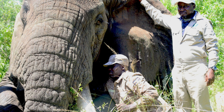 Climate change threatens older elephants most, jeopardizing their future