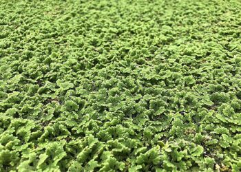 Common plant could help reduce food insecurity, researchers say