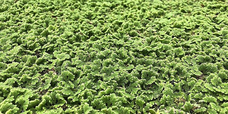 Common plant could help reduce food insecurity, researchers say