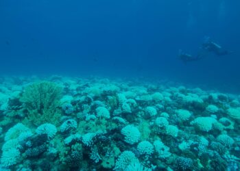 Compounds released from reef bleaching promote bacteria, potentially further stressing corals