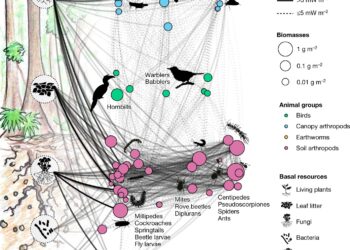 Conversion of rainforest to plantations impacts food webs and biodiversity, study finds