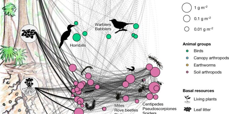 Conversion of rainforest to plantations impacts food webs and biodiversity, study finds