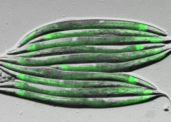 Diet, microbes and metabolism: implications for metabolic disorders