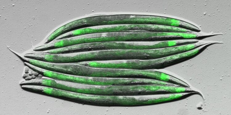 Diet, microbes and metabolism: implications for metabolic disorders