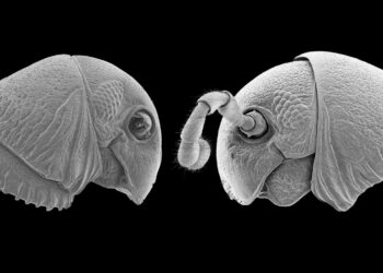 Discovery of a new genus of multi-legged, “alien-faced” forest dwellers
