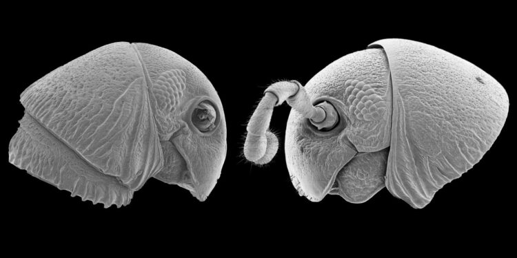 Discovery of a new genus of multi-legged, “alien-faced” forest dwellers