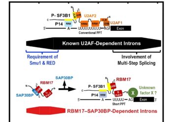 Discovery of a subset of short human introns separated by a new mechanism